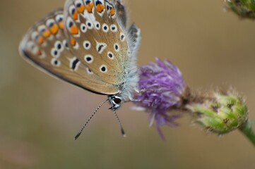 Bläuling im Sommerfeld. Einzeln auf einer Distel