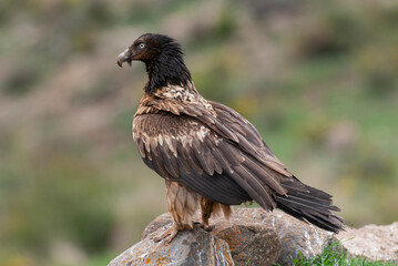 Gypaète barbu, .Gypaetus barbatus, Bearded Vulture