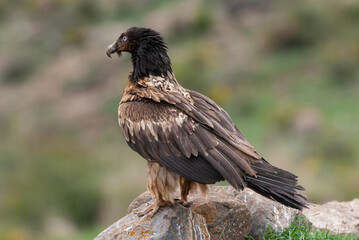 Gypaète barbu, .Gypaetus barbatus, Bearded Vulture
