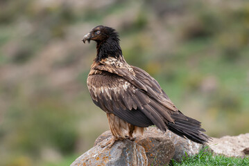 Gypaète barbu, .Gypaetus barbatus, Bearded Vulture