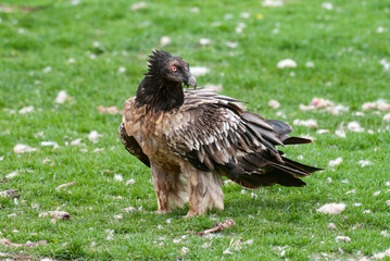 Gypaète barbu, .Gypaetus barbatus, Bearded Vulture