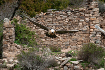 Gypa&egrave;te barbu, .Gypaetus barbatus, Bearded Vulture