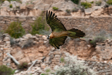 Gypaète barbu, .Gypaetus barbatus, Bearded Vulture
