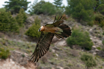 Gypaète barbu, .Gypaetus barbatus, Bearded Vulture