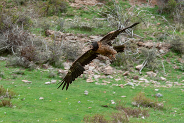 Gypaète barbu, .Gypaetus barbatus, Bearded Vulture
