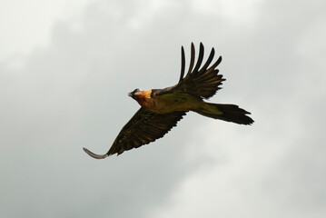 Gypaète barbu, .Gypaetus barbatus, Bearded Vulture