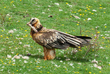 Gypaète barbu, .Gypaetus barbatus, Bearded Vulture