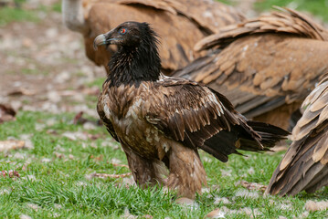 Gypaète barbu, .Gypaetus barbatus, Bearded Vulture