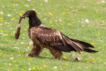 Gypaète barbu, .Gypaetus barbatus, Bearded Vulture