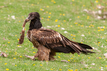 Gypaète barbu, .Gypaetus barbatus, Bearded Vulture
