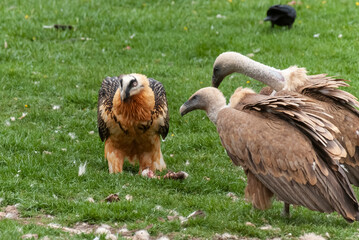 Gypaète barbu,.Gypaetus barbatus, Bearded Vulture, Vautour fauve,.Gyps fulvus, Griffon Vulture