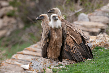 Vautour fauve,. Gyps fulvus, Griffon Vulture