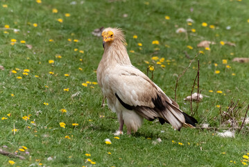 Vautour percnoptère , Percnoptère d'Égypte,.Neophron percnopterus, Egyptian Vulture
