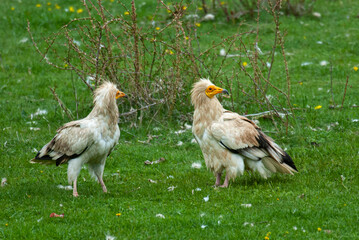 Vautour percnoptère , Percnoptère d'Égypte,.Neophron percnopterus, Egyptian Vulture