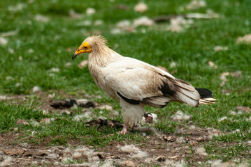 Vautour percnoptère , Percnoptère d'Égypte,.Neophron percnopterus, Egyptian Vulture