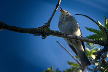 Singvogel