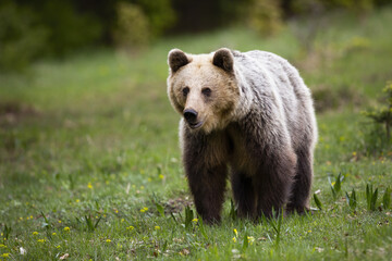 Fototapeta na wymiar Happy brown bear, ursus arctos, watching in green nature with blurred background and space for copy. Massive mammal approaching from front view on a meadow with blooming flowers.