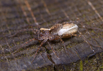 Small brown spider guarding its cocoon, on a trunk tree