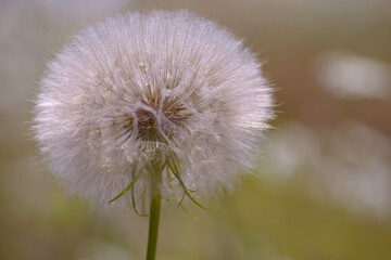 Dandelion blooming in a field, close up