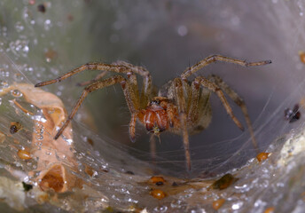 Labyrinth spider Agelena labyrinthica eating aphid in the web funnel