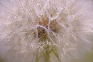 Dandelion blooming in a field, close up