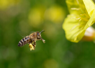 Bee flying up to a yellow wild flower to feed nectar, macro