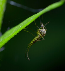 Grey mosquito sitting in a shadow of a green leaf