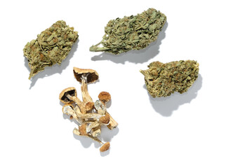 Layout of dried psilocybe mushrooms and marijuana buds on white background. Psychedelic trip, CBD recreation. Micro-dosing concept.