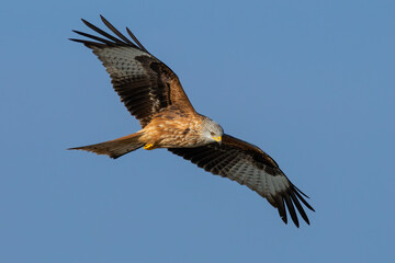 Red kite, milvus milvus, flying on clear sky with spread wings in summer. Bird of prey in the air on blue background. Feathered predator moving in wilderness.