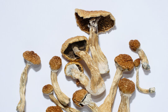 Psilocybin psychedelic magic mushrooms on white background. Dry psilocybe shrooms Golden Teacher, macro view Stock Photo | Adobe Stock