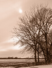 Fototapeta premium Sepia treatment of trees near a field in winte with a dramatic sky