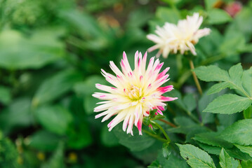 White and pink terry needle dahlia in the garden