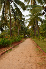 Obraz na płótnie Canvas Your tropical getaway is along this path. A sandy path stretching invitingly away from you through tropical palm trees.