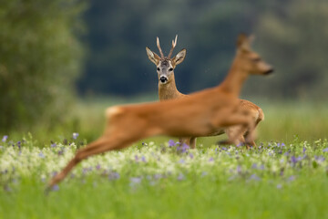 Roe deer, capreolus capreolus, looking to jumping doe in front of him on meadow. Roebuck standing...