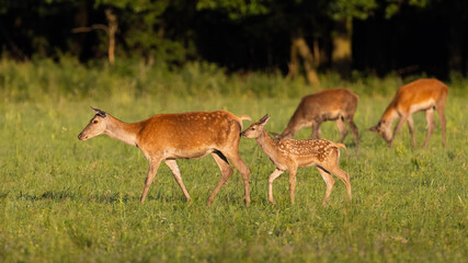 Naklejka na ściany i meble Little group of red deer, cervus elaphus, walking on grassland in summer. Baby mammal following mother on meadow. Hinds pasturing on glade in summertime sunlight