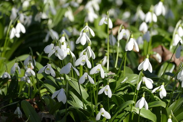 Gruppe von Schneeglöckchen