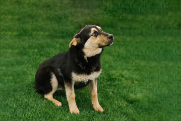 A mongrel adult puppy on a leash walks outdoors