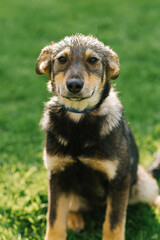 A mongrel adult puppy on a leash after the rain is all wet