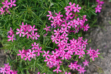 Obraz premium The phlox is awl-shaped. The small flowers are pink with very bright specks in the center.
