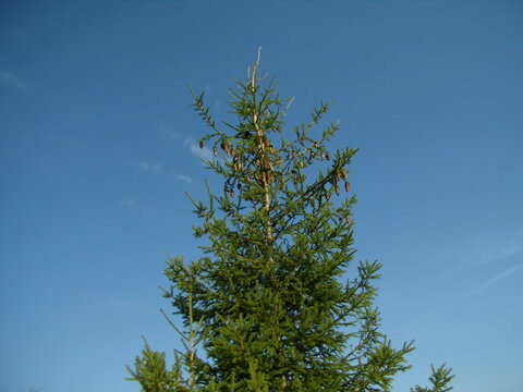 pine tree against blue sky