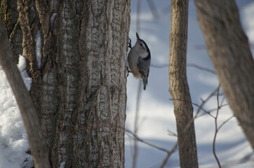 White-breasted Nuthatch on a Tree