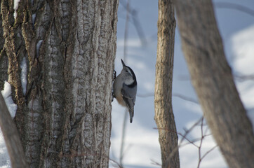 White-breasted Nuthatch on a Tree
