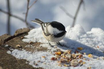 Black-capped Chickadee having Lunch