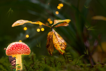 fairytale scene with glowing toadstool and grasses against a dark forest background