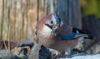 Close-up of the bird Eurasian Jay ( Garrulus glandarius )