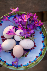 purple crocuses and chicken eggs