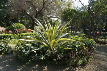 Mauritius hemp (Furcraea foetida) plant in the park