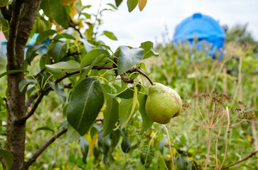 Ripe pear on a tree in a garden. Organic cultivar pears in the summer garden