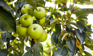 Ripe apples on a tree in a garden. Organic apples hanging from a tree branch in an apple orchard