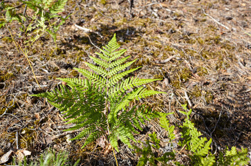 Close-up of beautiful ferns leaves in forest. Family name Osmundaceae, Scientific name Polypodiopsida. Selective focus, blurred background